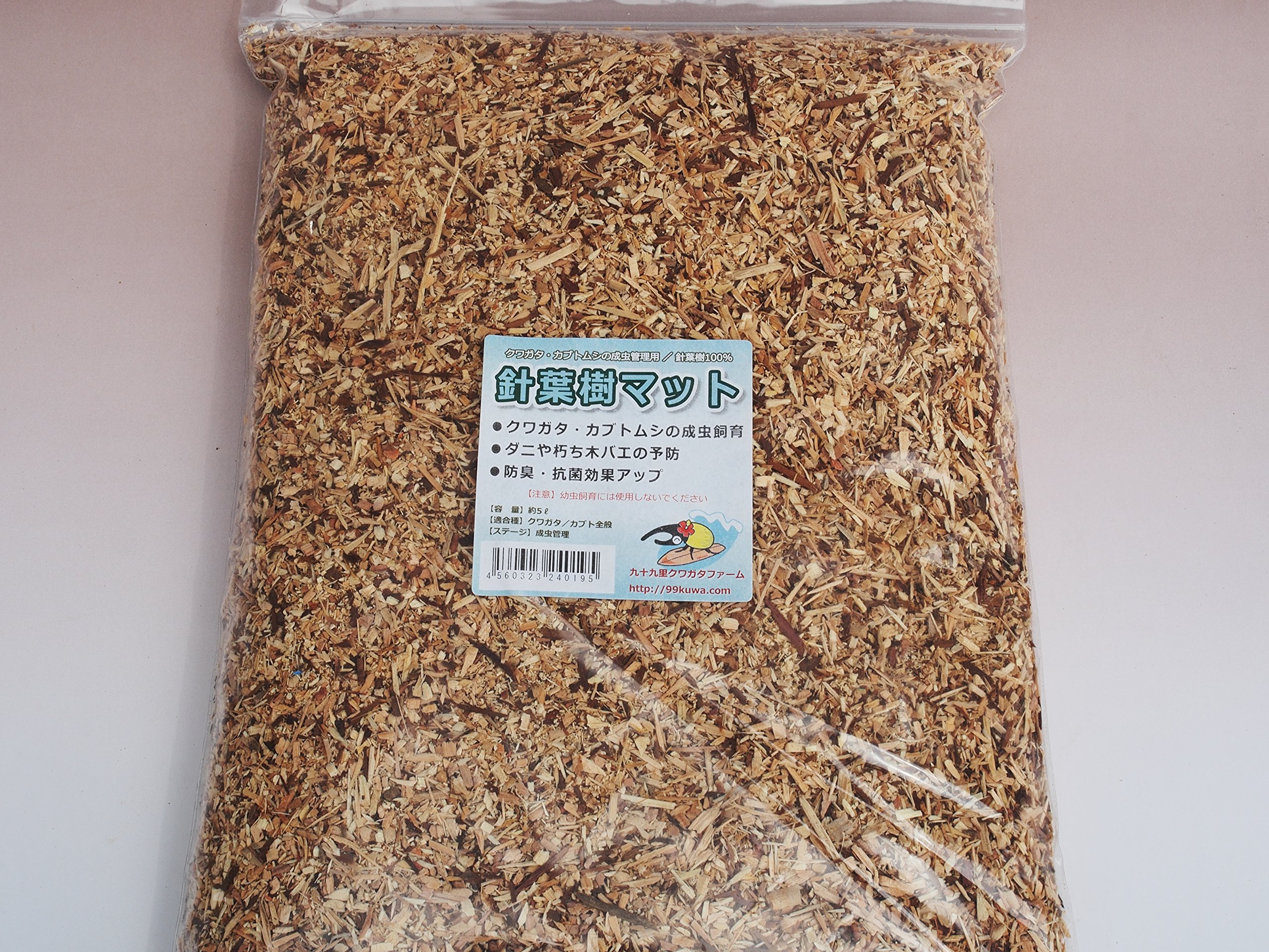 中型 松 健康的な針葉樹　黒松　にわき xb24013005_8.jpg