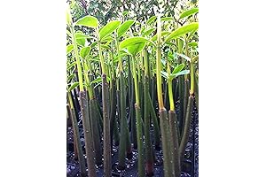 10 Red Mangrove Seedlings (for Your Restoration Project)