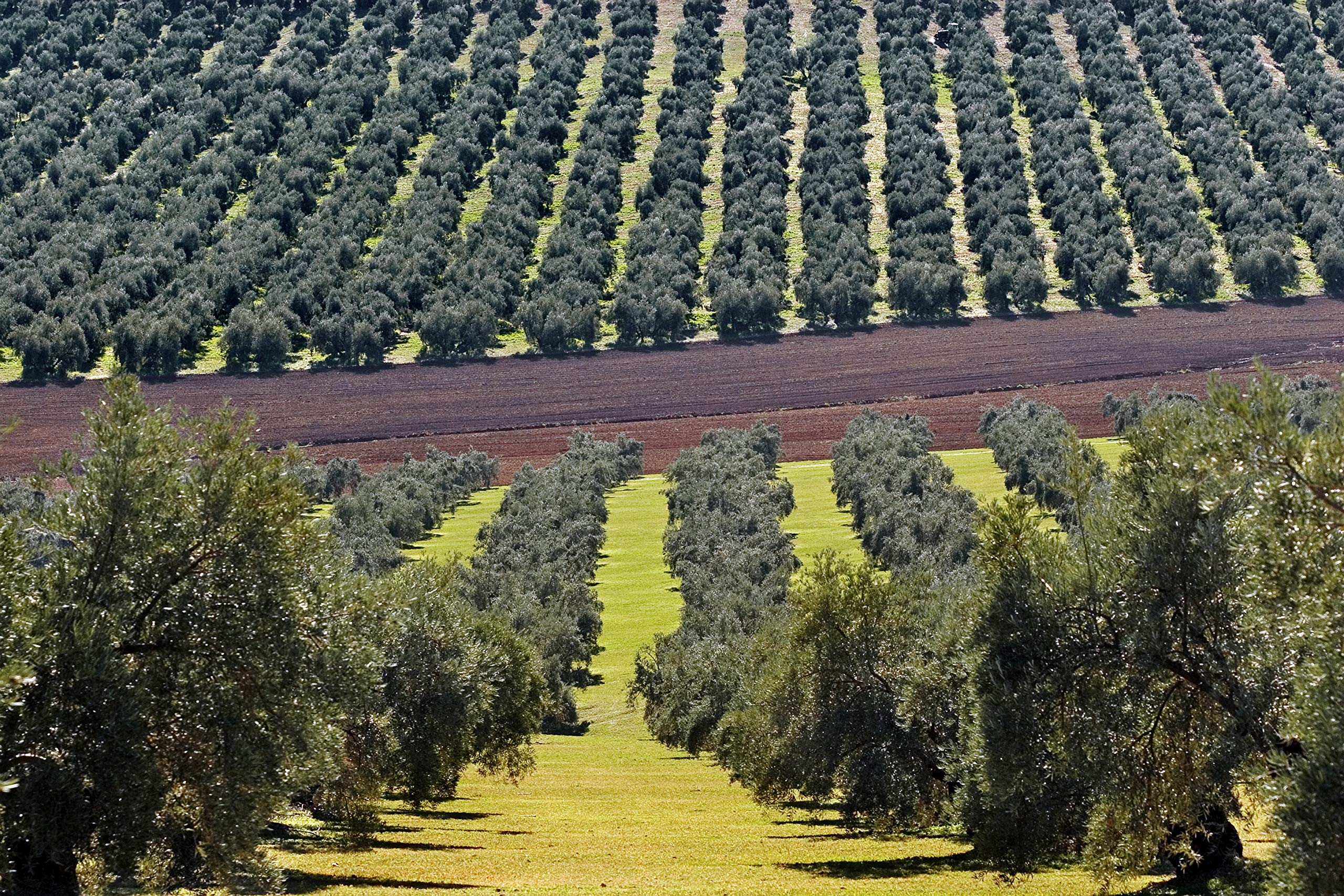 DCOOP Huile d'olive extra vierge écologique - Coupage, Premium, Bio, saveur fruitée avec un léger toucher épicé, idéal pour la consommation brute, 3L