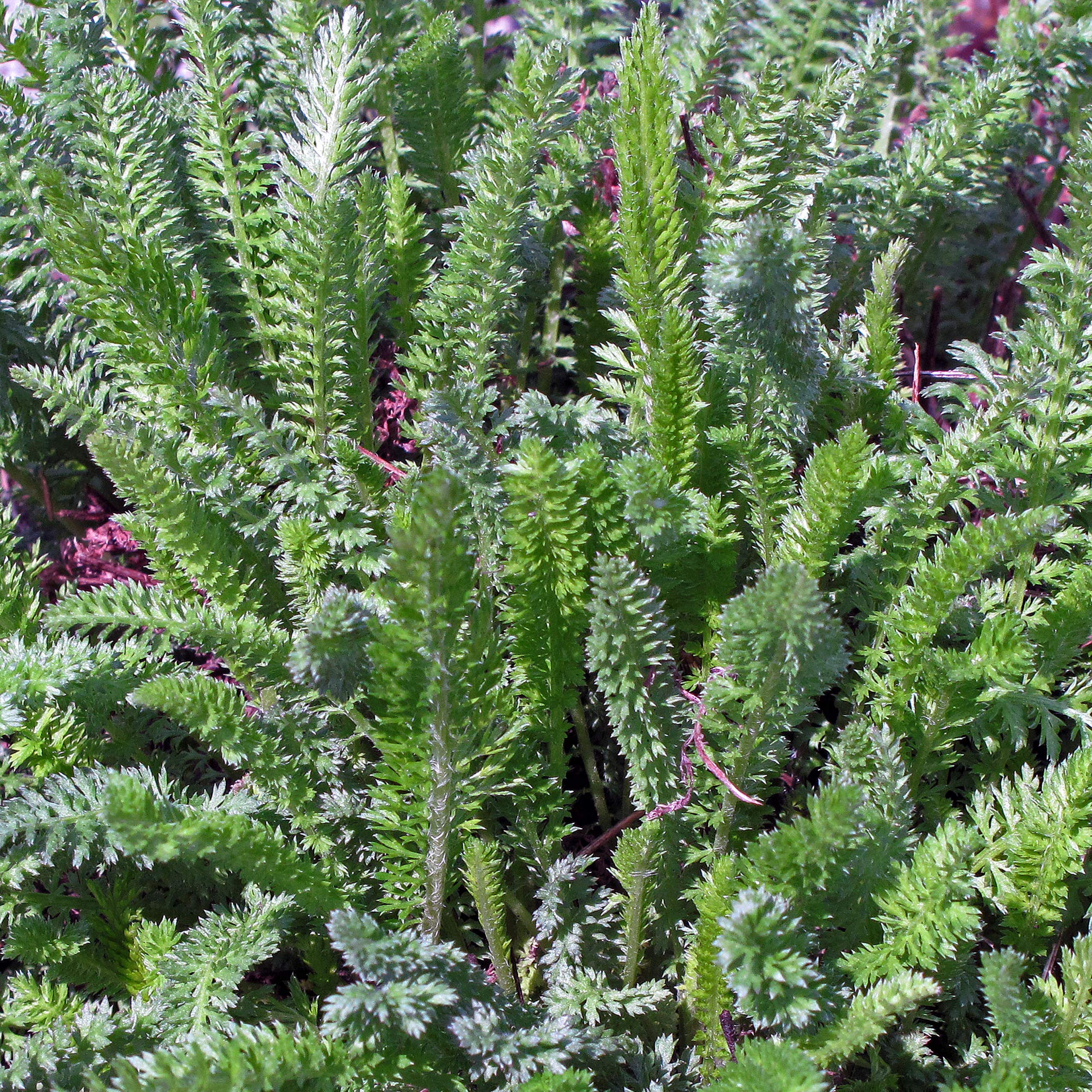 Plantes ancestrales énergétiques et protectrices bio - kit de semences 4 variétés magiques