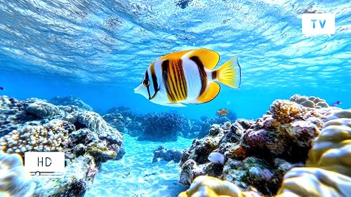 Tropical Reef Swim – Bright Sea Fish & Ocean Drift – vue 9