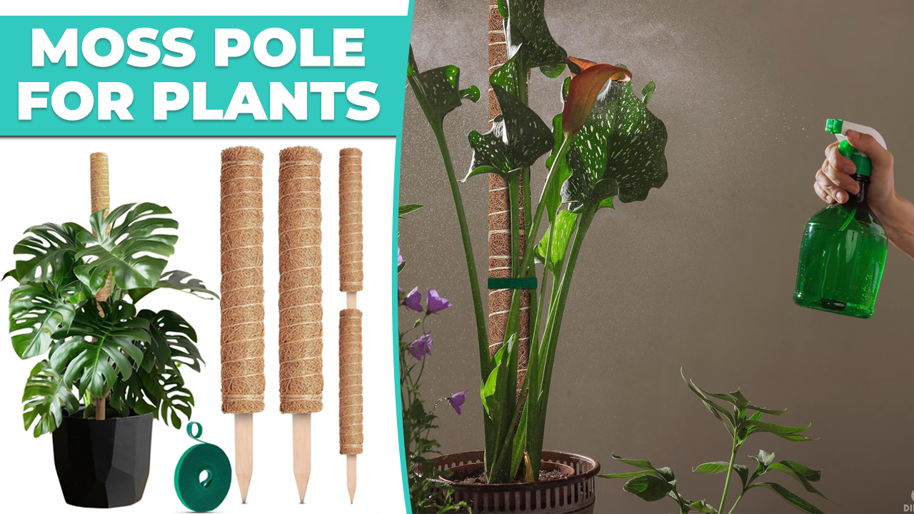 Amazon.com : 2 Pcs Moss Sticks for Indoor Plants Climbing with