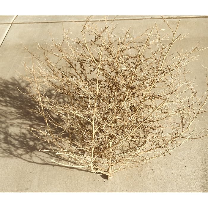 Buy Baby Tumbleweeds Online at desertcart UAE