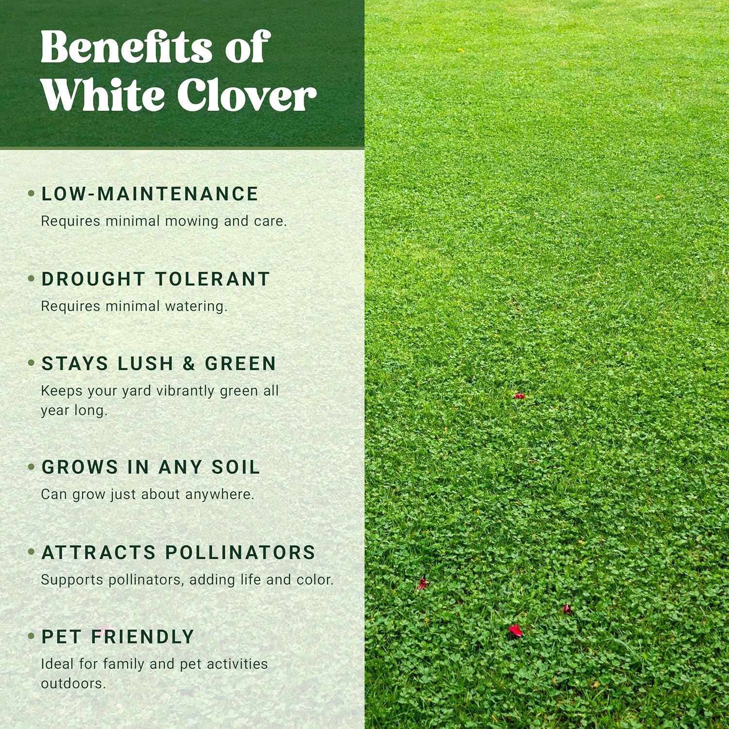 Nature’s Seed White Dutch Clover Seed, Drought Tolerant Ground Cover, Low Maintenance Garden Yard Lawn Alternative, 5000 sq ft