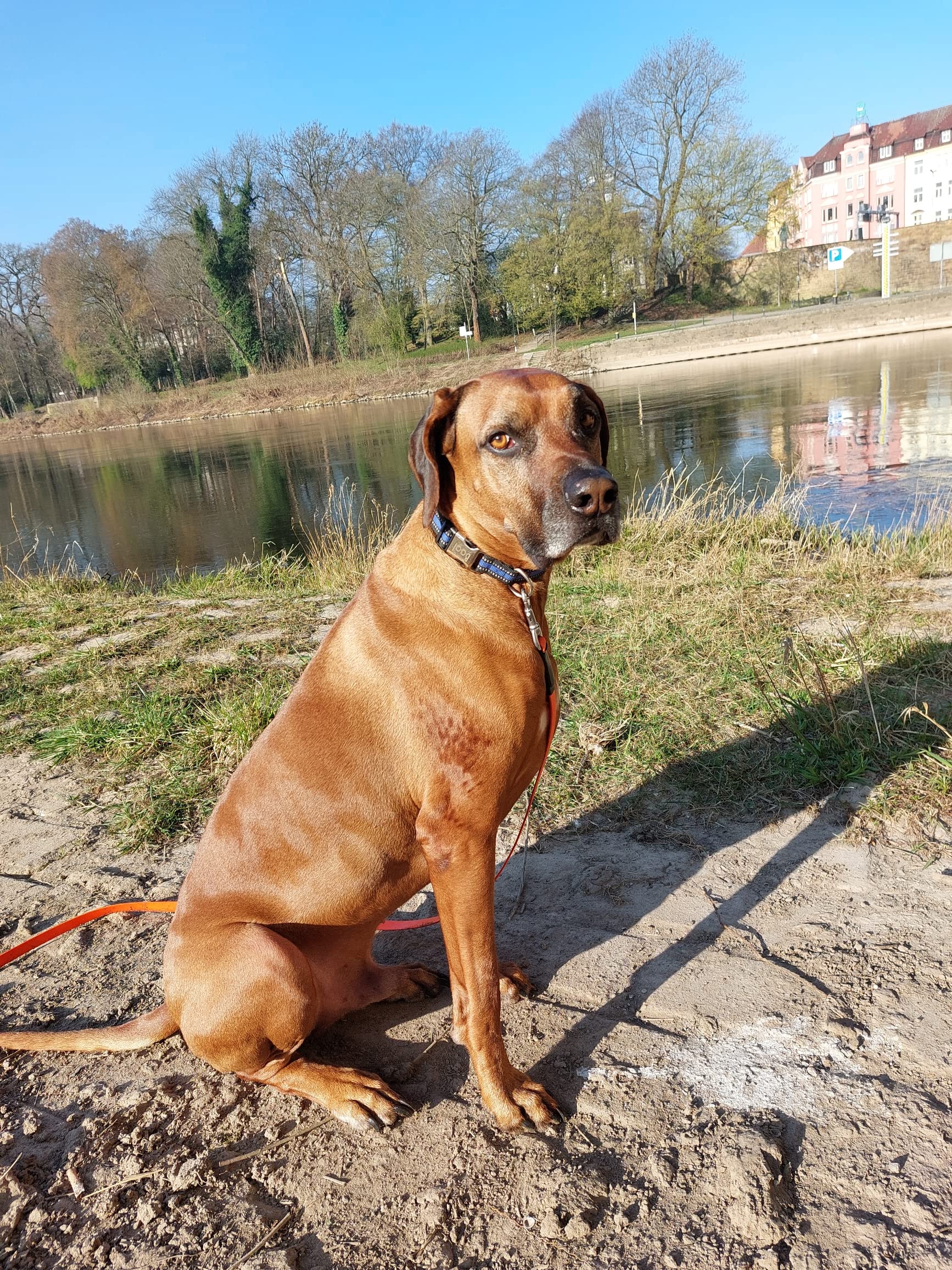 NordicVitalGemüse-Mix 2,5 kg Beutel – Barf-Gemüse für Hunde – Premiumqualität als Ergänzung – Gemüse-Flocken auch als Nagerfutter – 100% natürlich