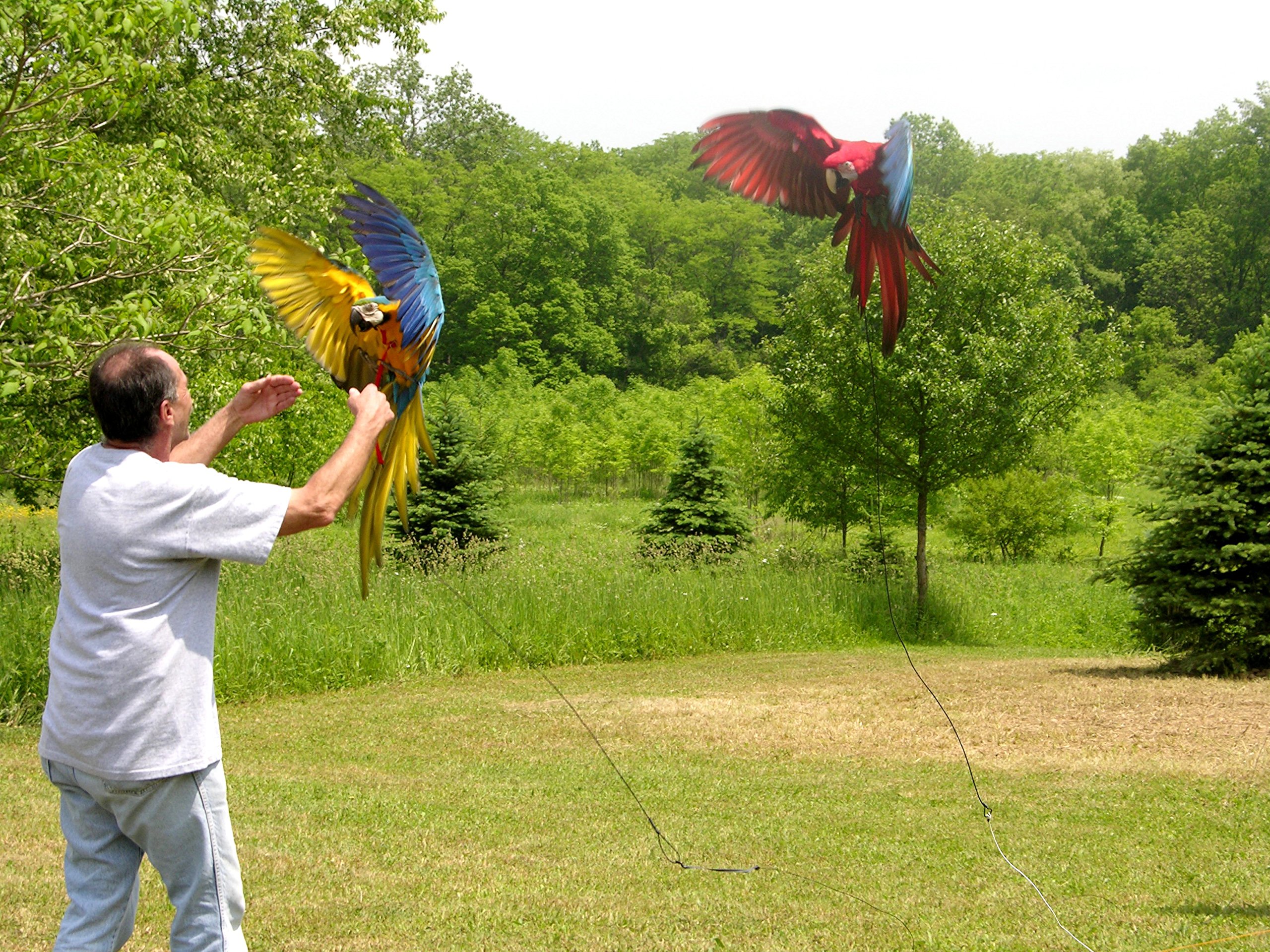 The AVIATOR Flight Line product thumbnail 5