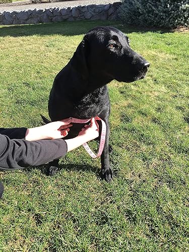 Miniatura 5 de CUGA Chaleco Serious Protection for The Active Dog (MED, NaranjaCoyote)