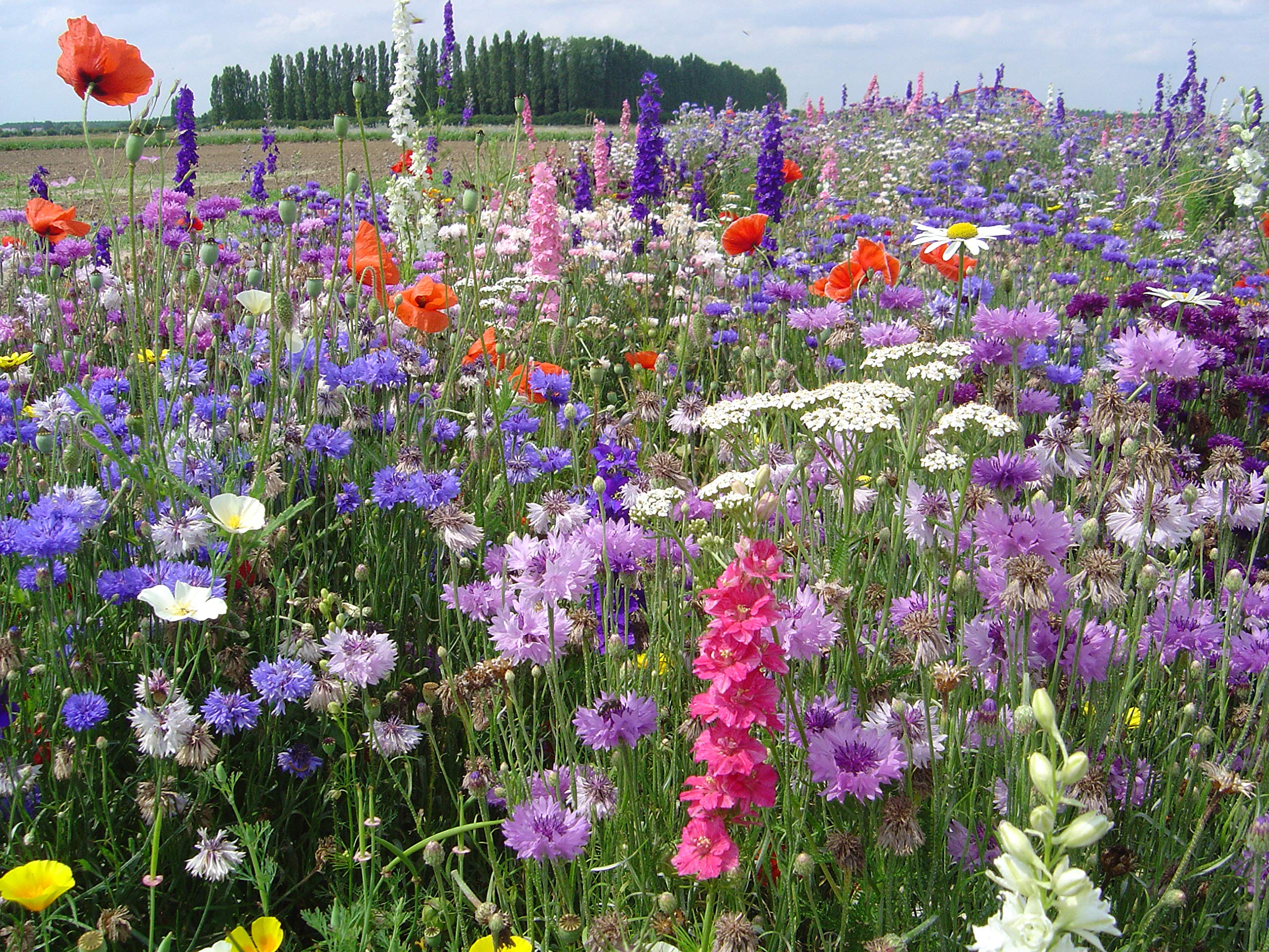 Blumenmischung Blumen der Gärten Z929 (250 g)