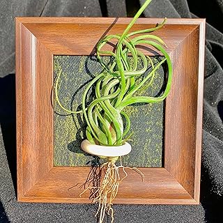Tillandsia Caput-Medusae Air Plant Kit, 4