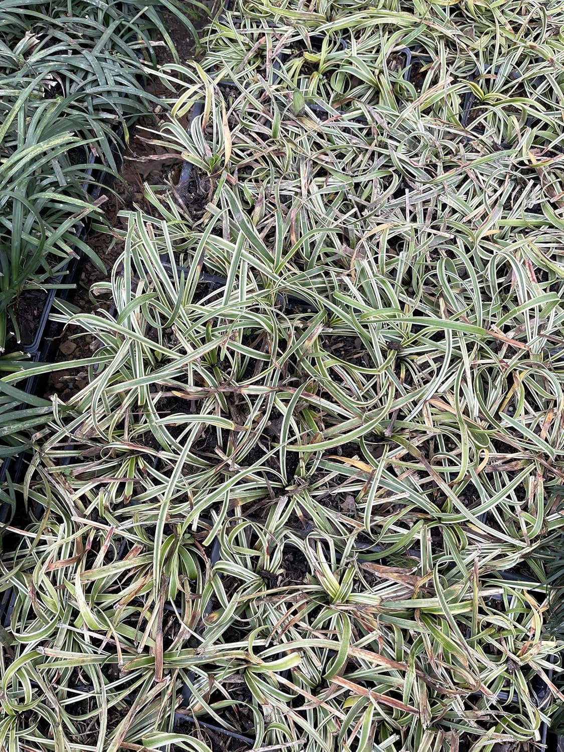 Liriope 'Variegated' Grass (liriope muscari 'variegata') Flats of Eighteen 3.5 inch pots