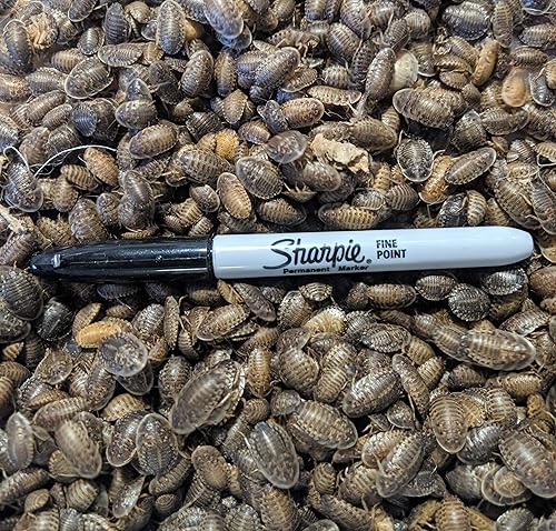 Miniatura 2 de DBDPet Premium Live Dubia Roaches 100 unidades medianas (0.45-0.70 pulgadas) - Dragón barbudo, leopardo gecko, felsuma, camaleón y otros pequeños