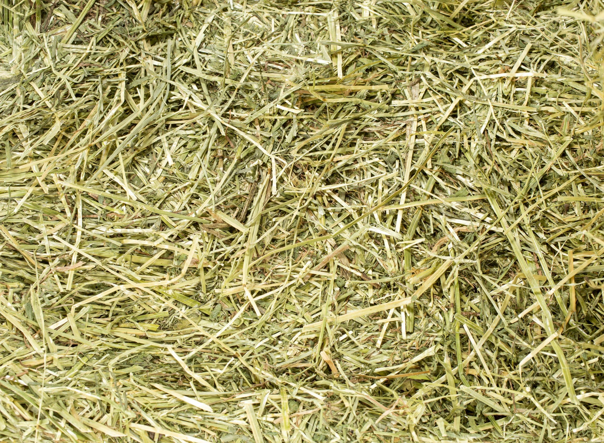 5 kg Foin naturel pour lapins, chinchilla, cochons d'Inde, tortues, chevaux, ovins, caprins | Foin italien de prairie de montagne séché au soleil | Qualité Premium