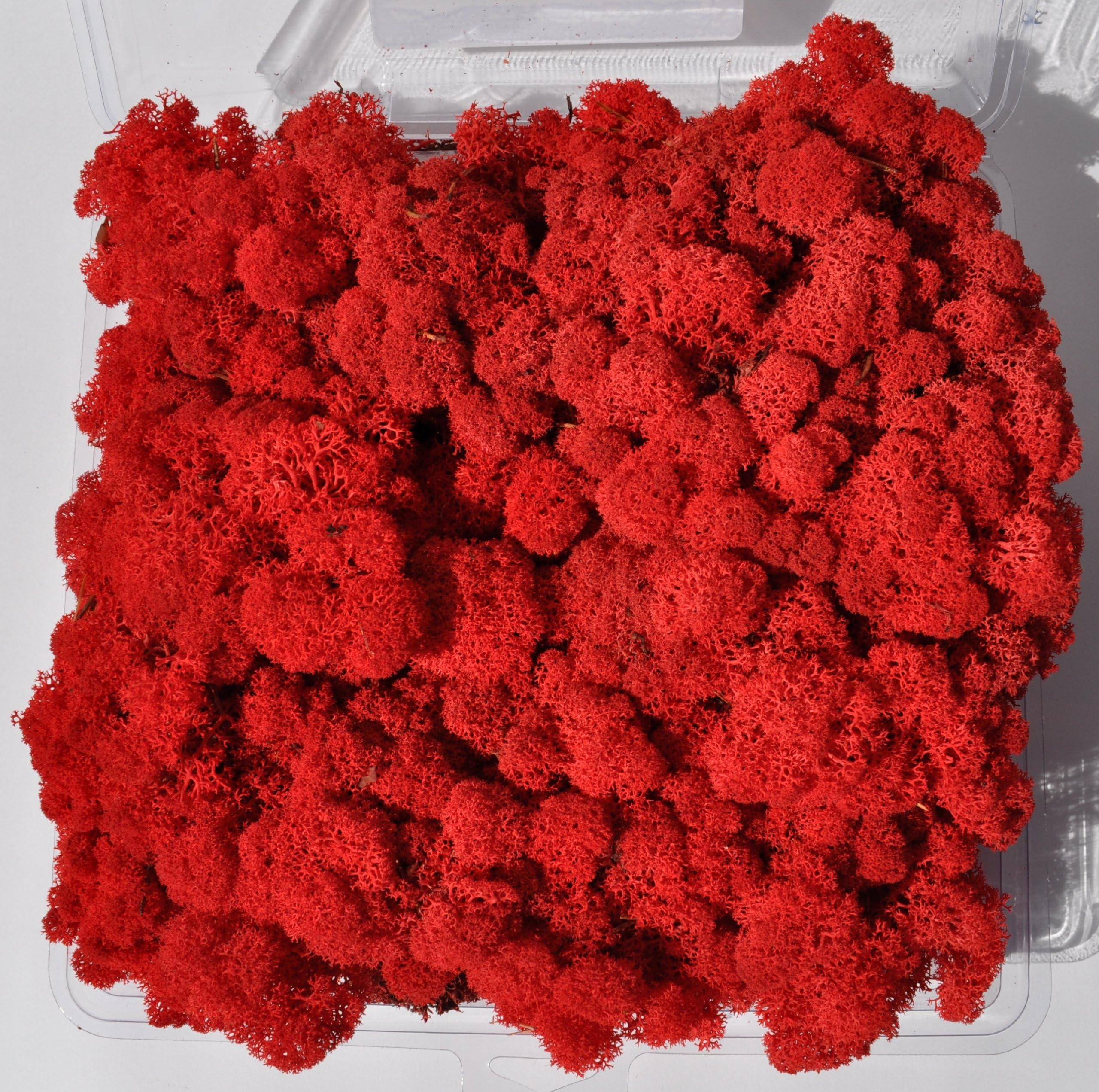 Reindeer Moss, Preserved - Red, 20-Ounce (1.25 Pounds) in a Designer Series Clear Case. (Reico Art 108057 - Soft and Colored Reindeer Moss)