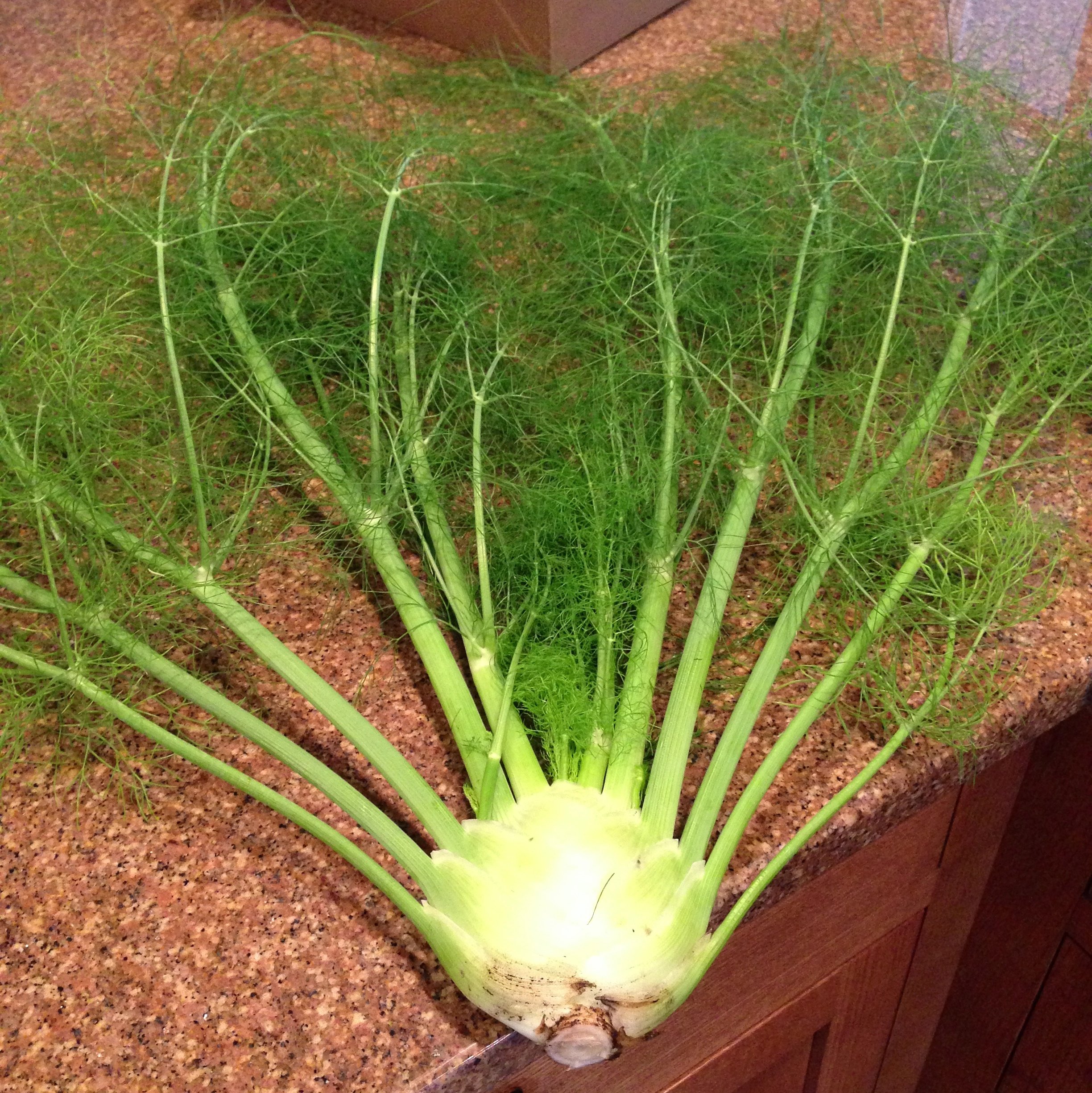 Creative Farmer Herb Seeds For Garden - Fennel - Preumjirakam Kitchen Garden Pack (B0753GLTHM) Amazon Price History, Amazon Price Tracker