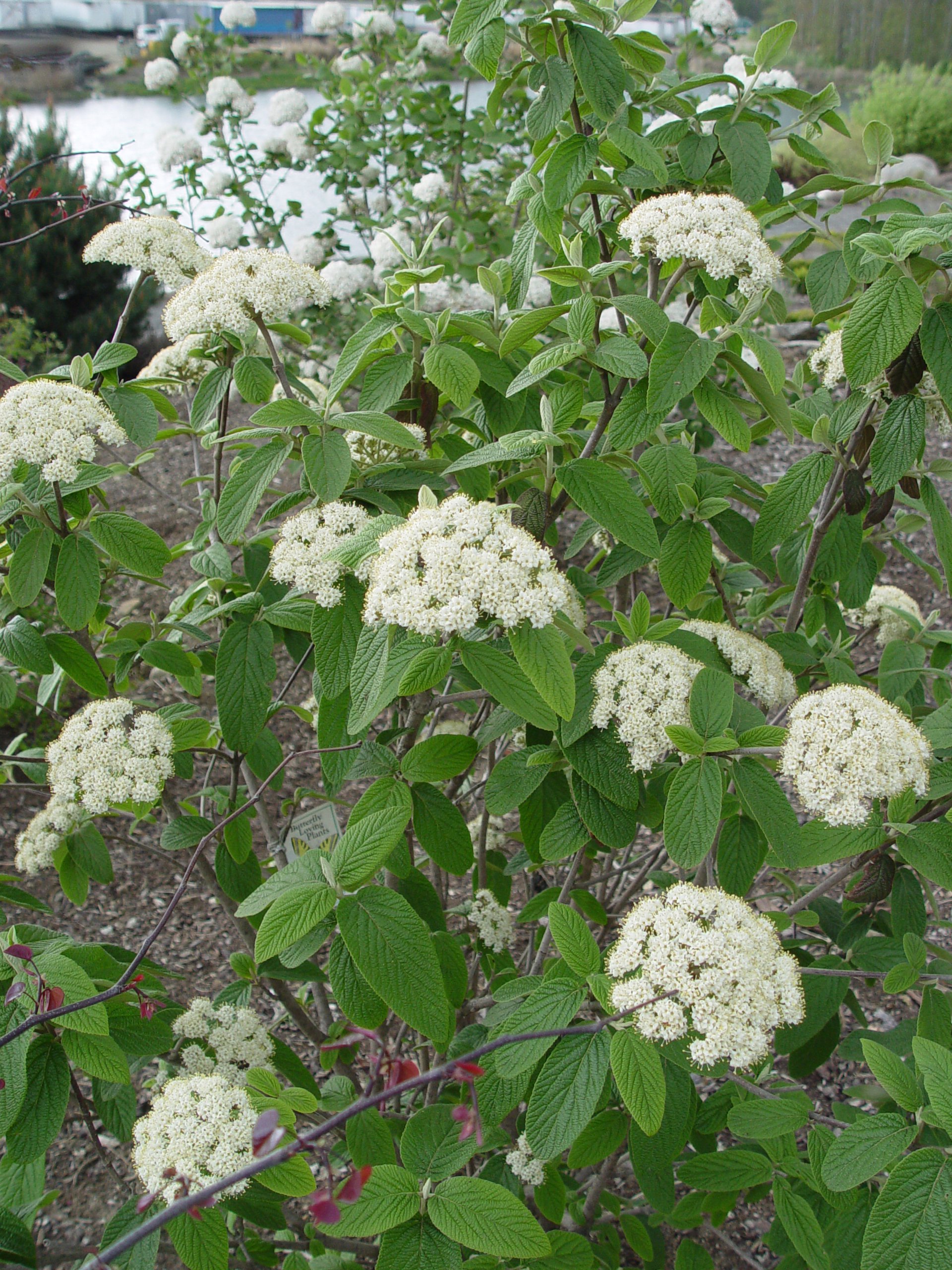 Green Promise Farms Prague Viburnum
