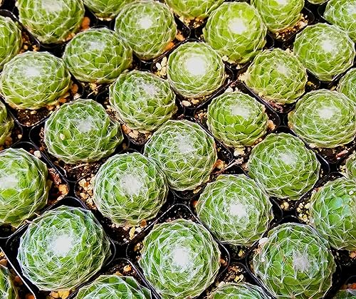 Miniatura 6 de Fat Plants San Diego Todas las plantas suculentas de roseta en macetas de 2 pulgadas (6)