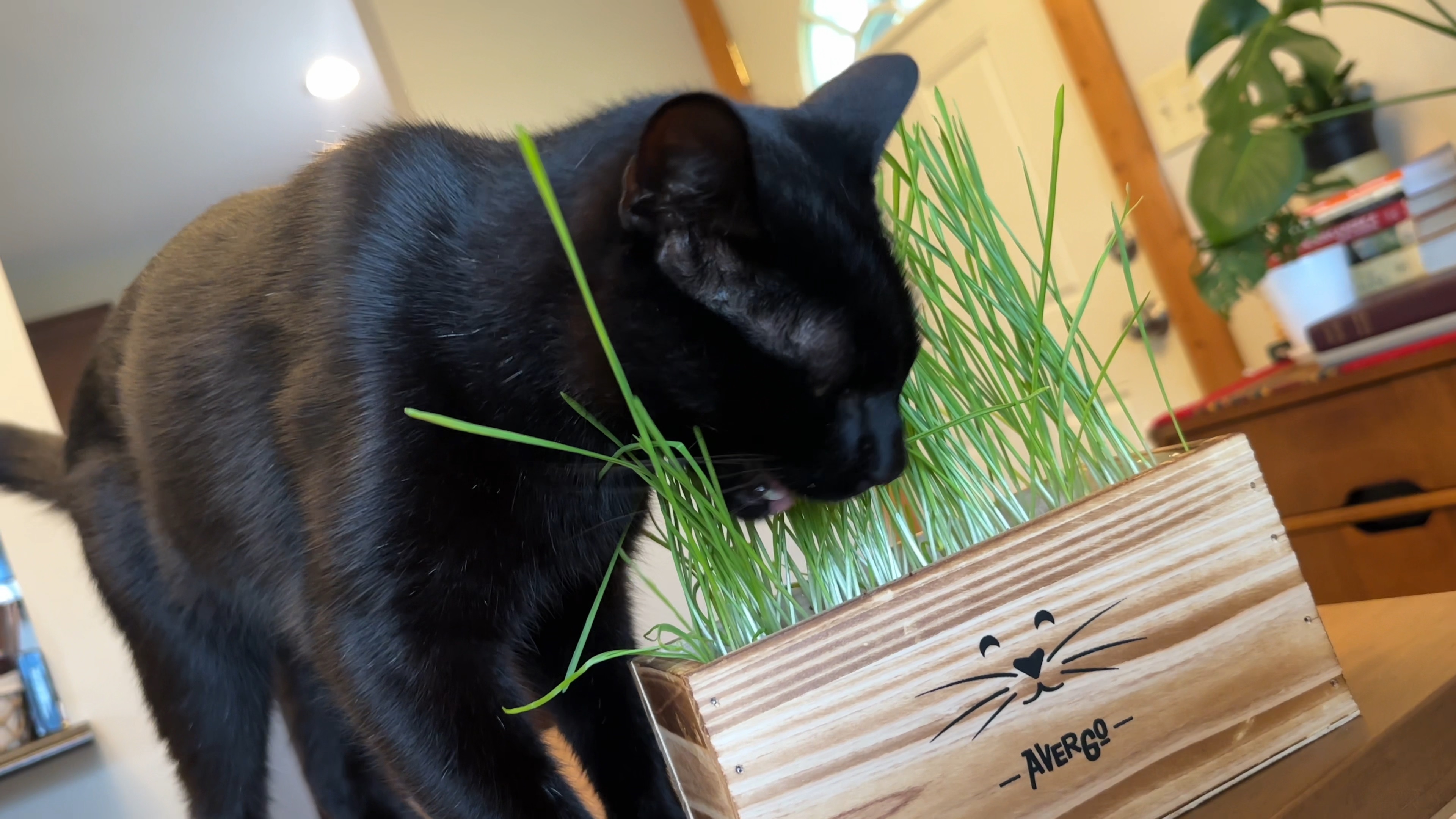 Wheat Grass Growing Kits PlantMew Cat Grass Growing Kit For Indoor