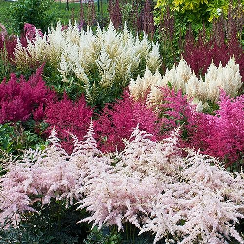 Outsidepride Astilbe Arendsii Bunter - Semillas de plantas de jardín (1000 semillas) Outsidepride Astilbe Arendsii Bunter - Semillas de plantas de jardín (1000 semillas)