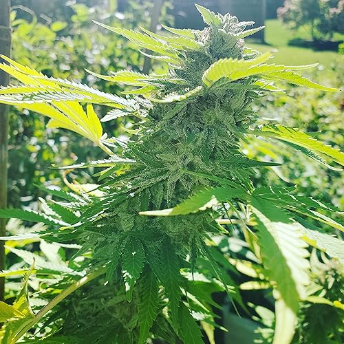 Miniatura 7 de Wallace Organic Wonder Fertilizante orgánico soluble en polvo de algas marinas (10.7 onzas)