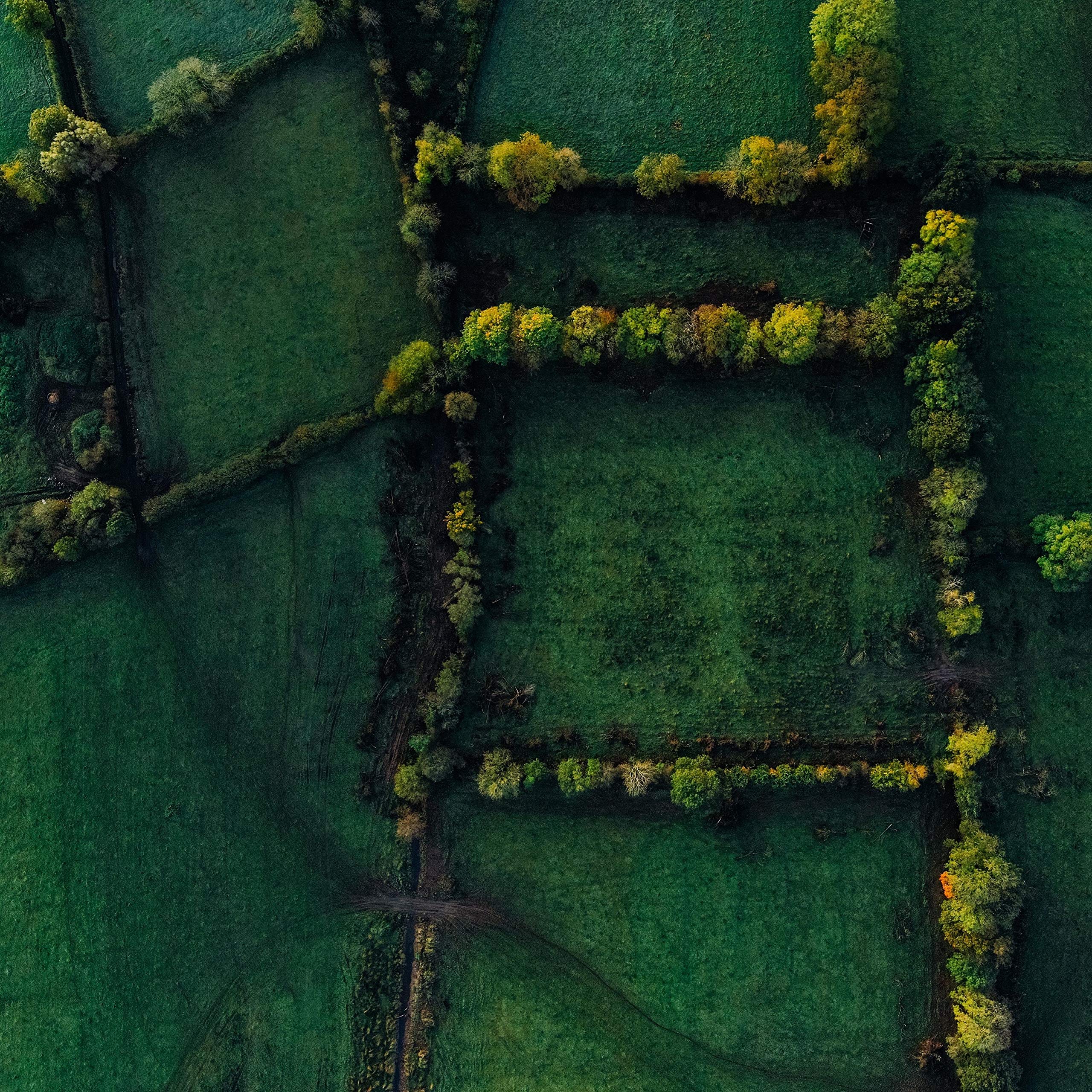 Sonido Del Bosque y Naturaleza