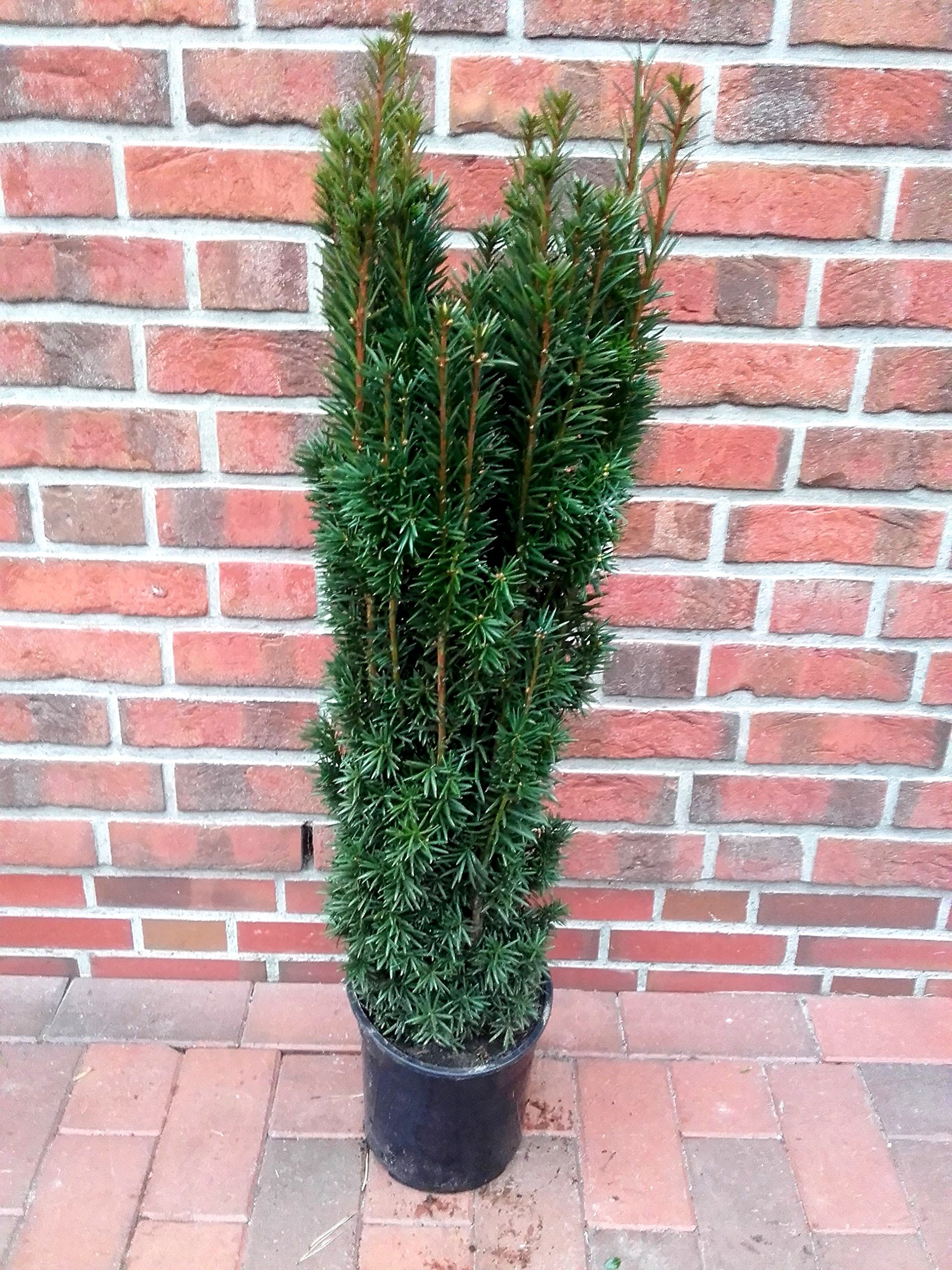 1 Sulen Eibe, Hhe: 100-110 cm, Taxus baccata Fastigiata + Dnger :  Amazon.de: Garten
