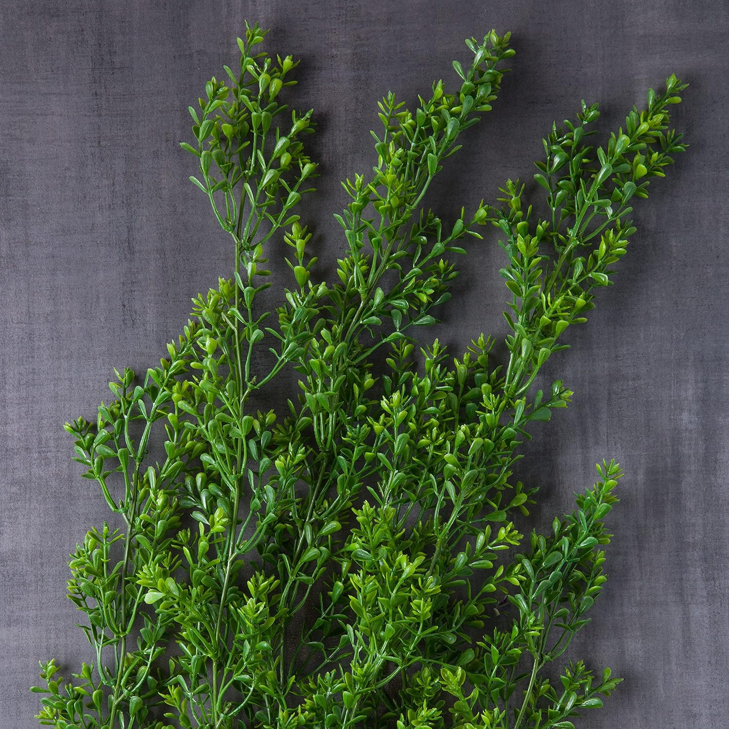 Ashland Green Boxwood Bush, 12 Pack