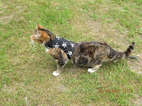 metpet walking jacket