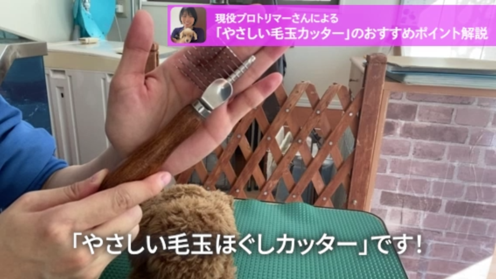 Amazon | 【現役トリマー監修】右利き用 やさしい毛玉ほぐしカッター