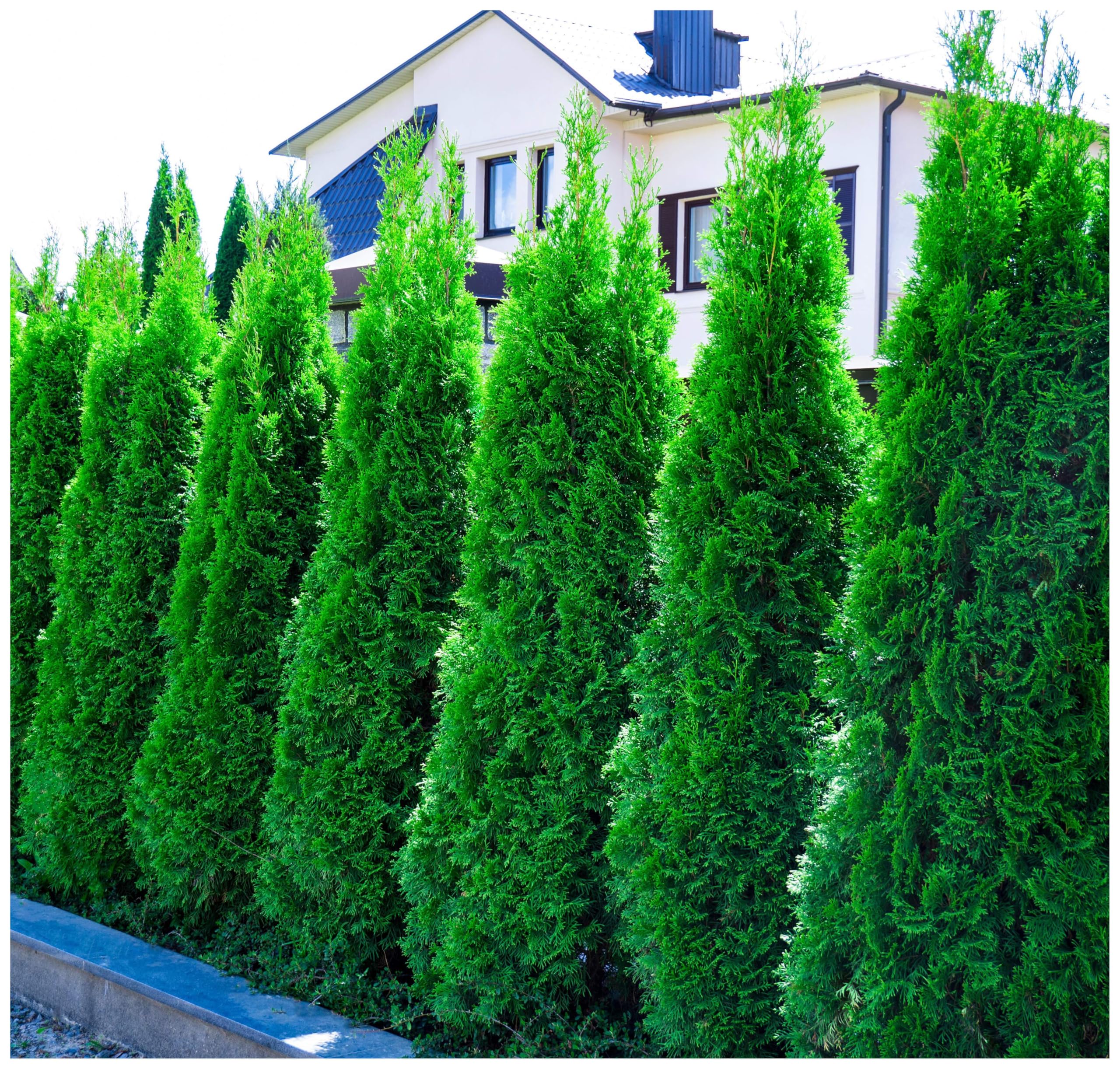 yellow thuja Arborvitae Lemon Burst (3 Gallon) - Golden Evergreen main image 1