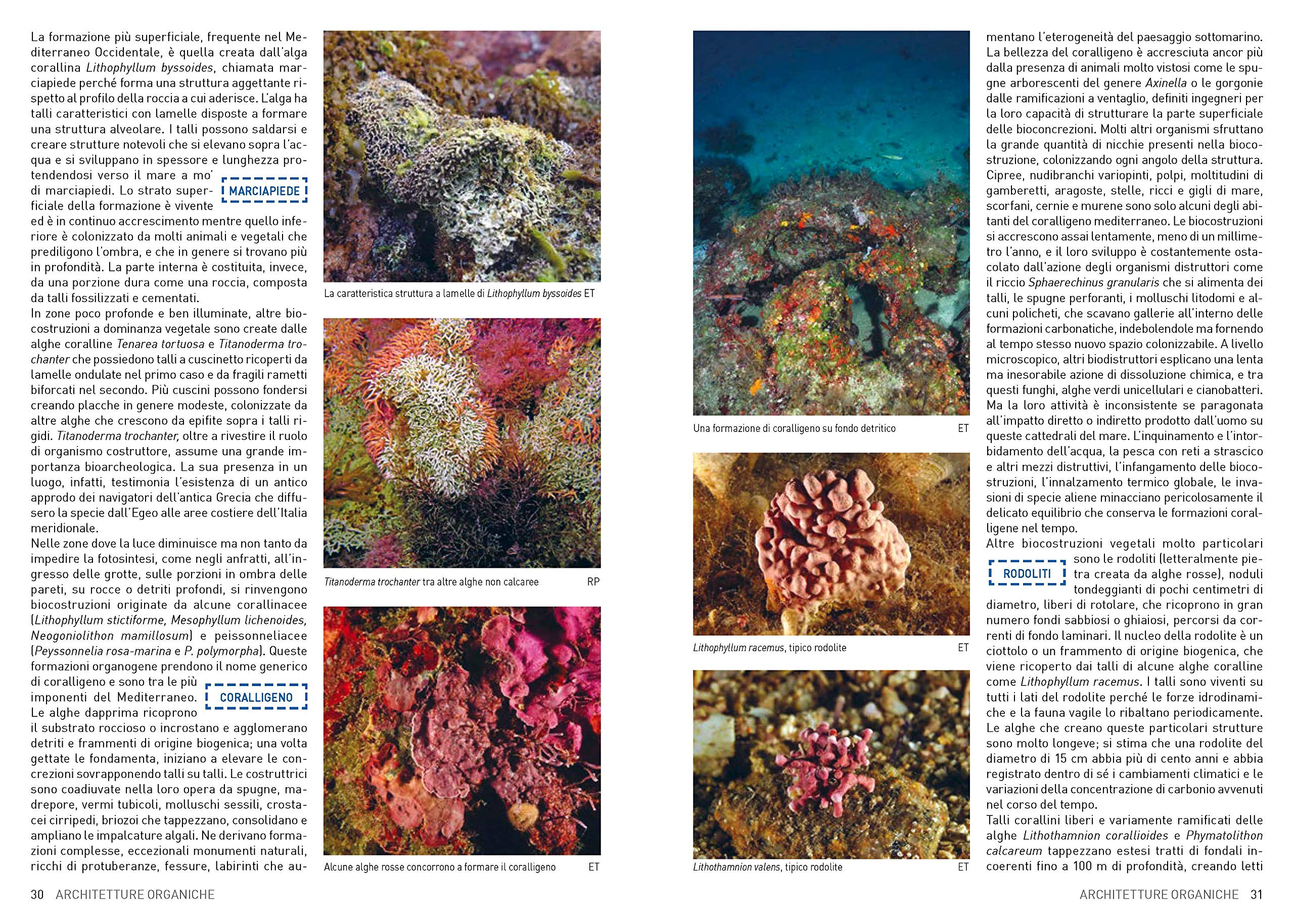 Atlante di flora e fauna del Mediterraneo. Guida alla biodiversità degli ambienti marini. Ediz. a colori