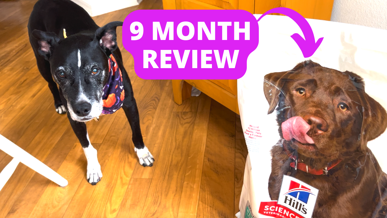 watch-9-month-review-of-science-diet-perfect-weight-dog-food-on-amazon-live