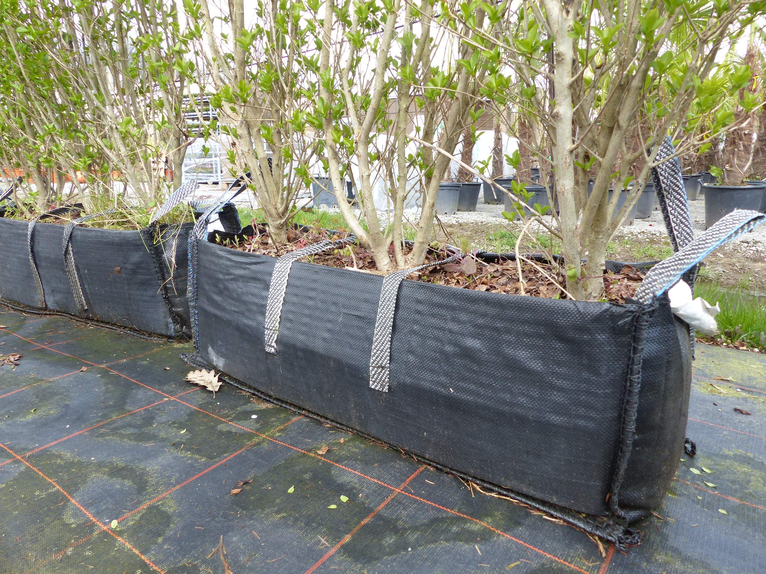 200-240 cm breit Liguster Fertighecke 170-200 cm hoch Ligustrum Ovalifolium  Hecke winterhart : Amazon.de: Garten