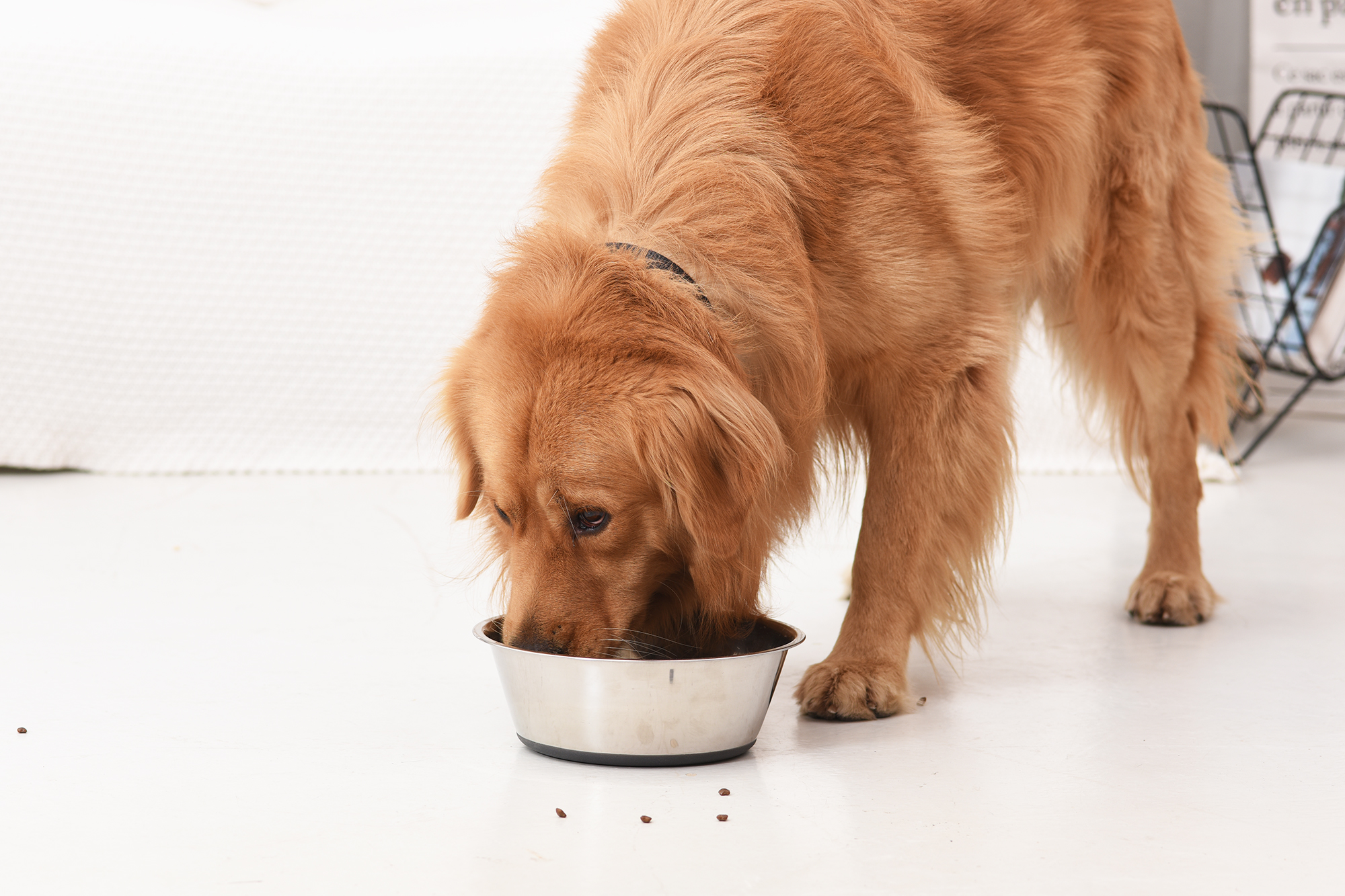 PEGGY11 Deep Stainless Steel Anti-Slip Dog Bowls, Set of 2, Each Holds Up to 3 Cups - Image 8