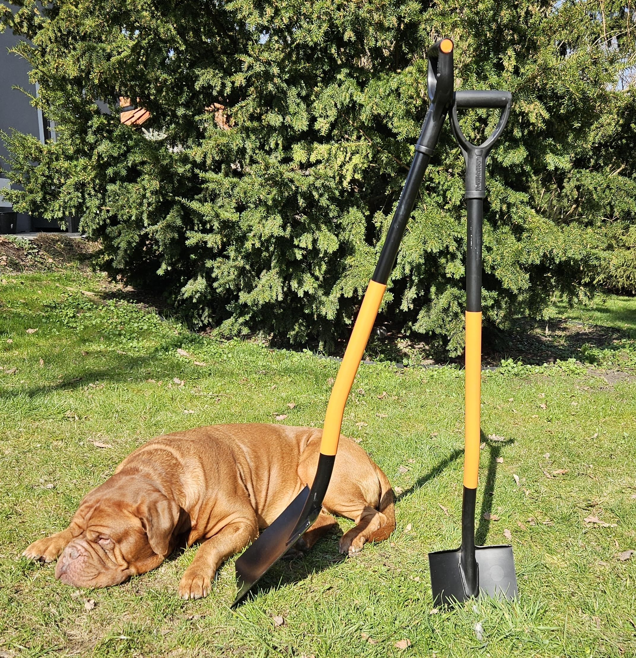 Mivos Ergonomiczna łopata ze stali węglowej – 124 cm – łopata ogrodnicza z hartowanym ostrzem i uchwytem D – do twardych podłóg kamienistych – wyprodukowano w UE
