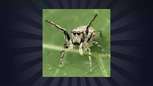 Aranha espécie Trivia Quiz