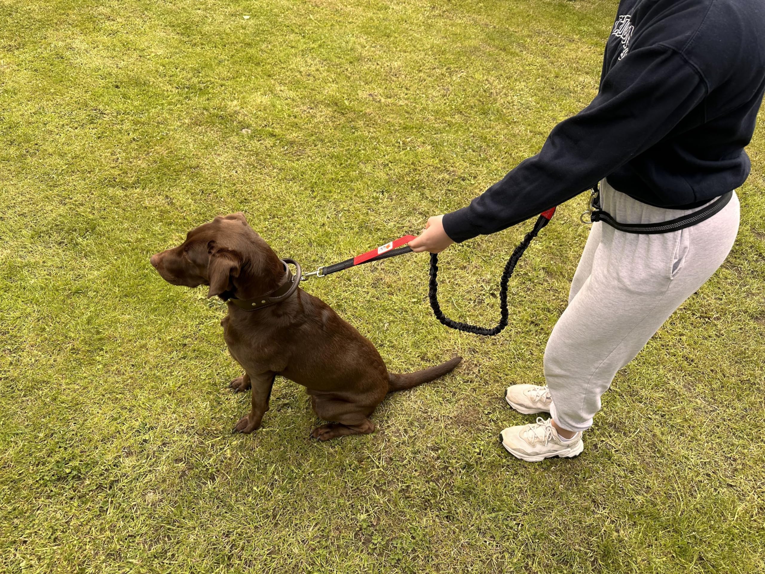 Laisse pour chien idéale pour la course à pied sans tirer L&J Pets