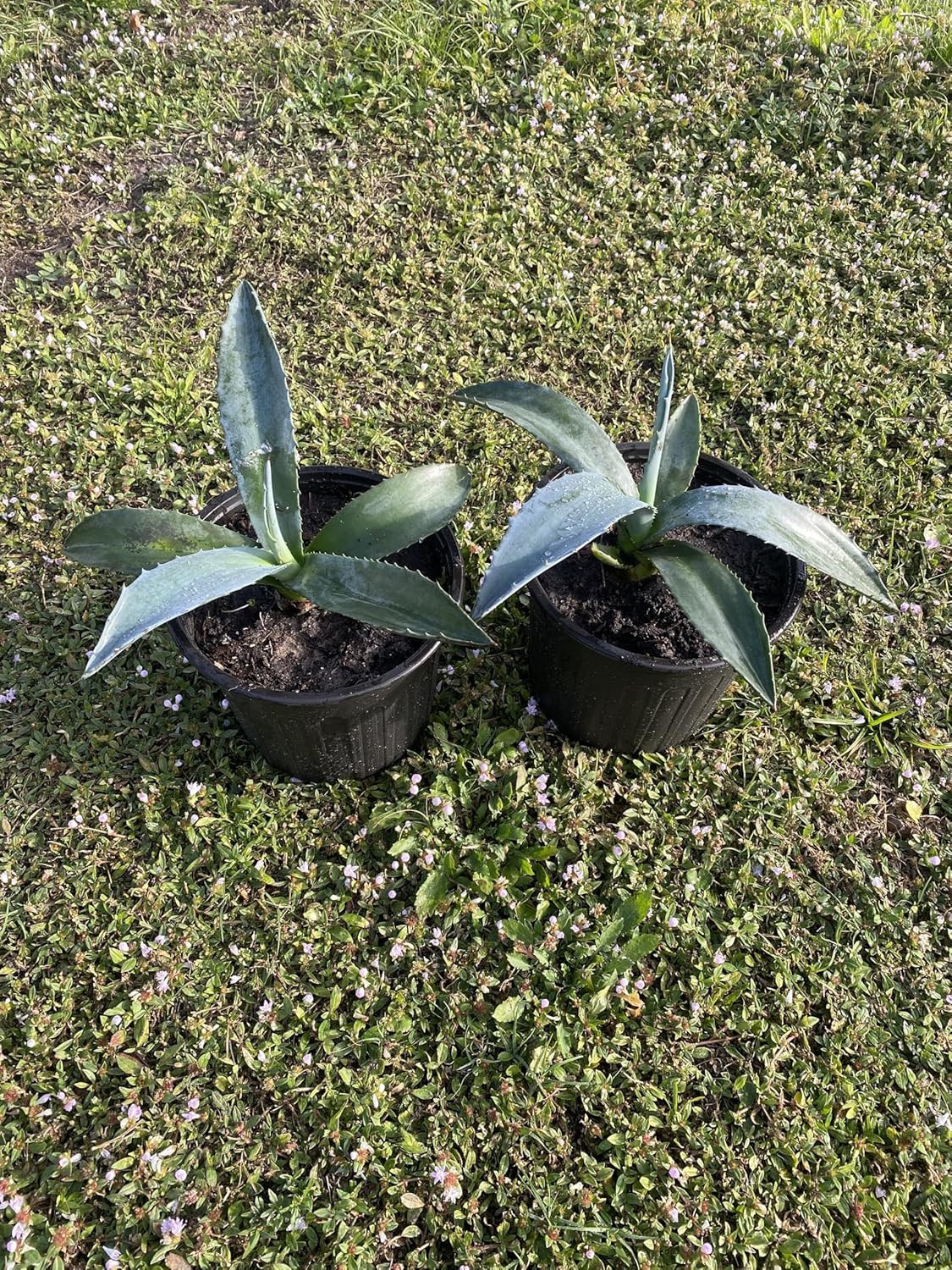 Live Blue Plant Agave Americana Century Succulent 4 to 6 Inch Tall Set of 2