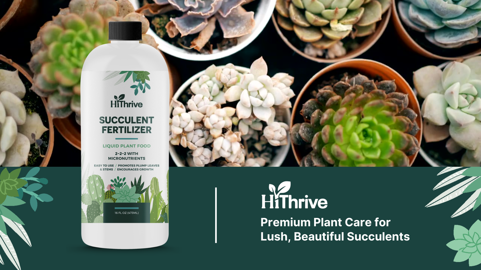 Amazon.com : 16oz Succulent Fertilizer - Makes 32 Gallons of Succulent  Plant Food for Succulents Plants Live, Liquid Fertilizer for Succulents -  Promotes Vibrant Leaves, Resilient Roots, and Plump Growth : Patio, Lawn &  Garden