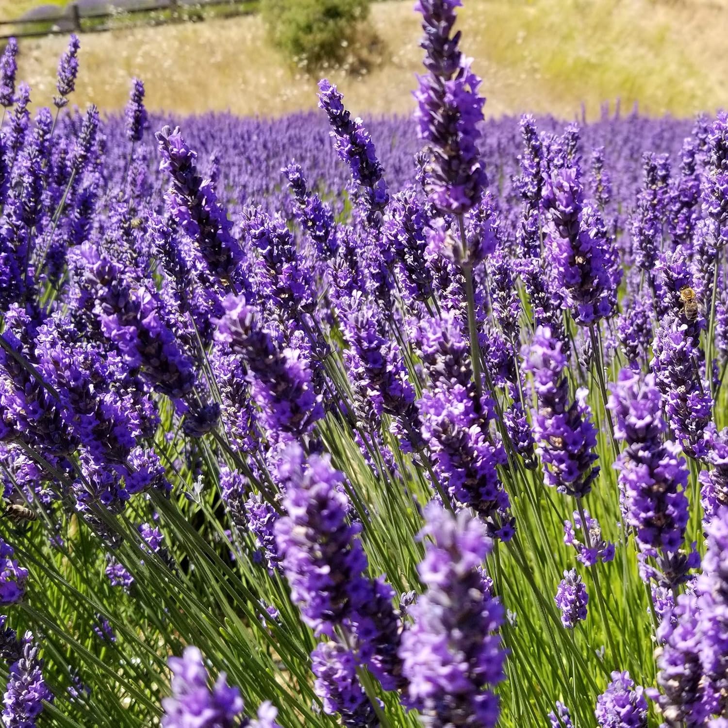 L+ Hidcote Blue Lavender Plant – 2.5Qt Pot – Zones 5–10 – Fragrant, Evergreen, Bee & Butterfly Friendly – 1 Live Outdoor Plant