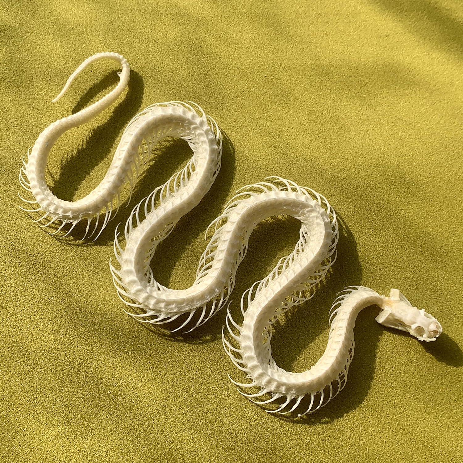 2pcs Taxidermy Combination of Real Snake Bones and Cat Skull, Animal Bones Real