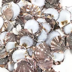 Amazon.com: Heyiwell 8OZ Flat Deep Pecten Shells,Pecten Scallop Sea ...