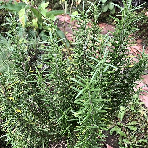 Semillas de romero orgánico (Rosmarinus officinalis) 100 semillas (0.01 oz) Hierba culinaria aromática para decoración Smoke Camp Crafts