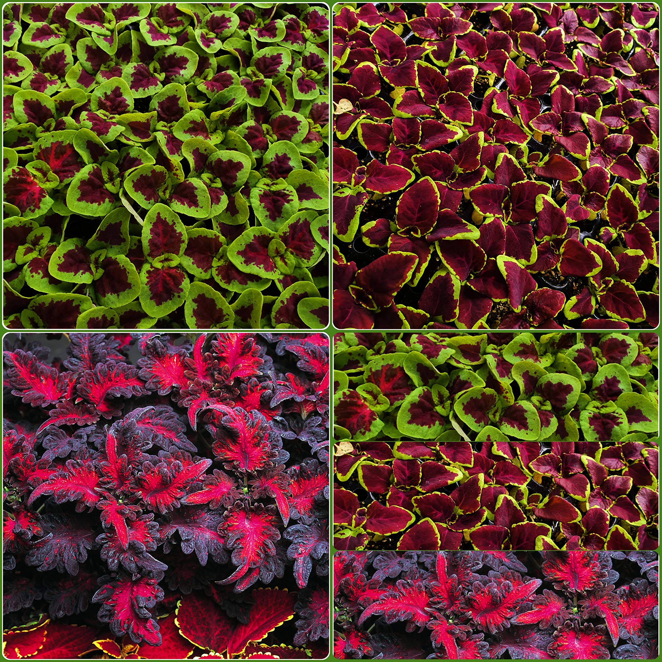 Shade Loving Coleus Mixed Plug Plants - 6 Plants