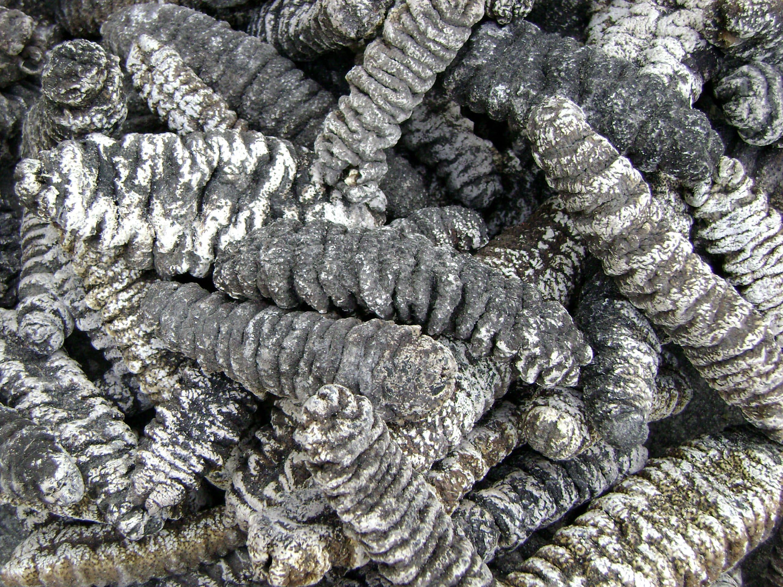 (5 lbs) sea Cucumber Natural Sun Dried Holuthuria Mexicana Large Size