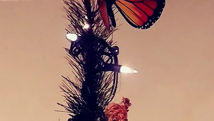 Electronic Butterflies – Skylab 51D8NYdJ+EL._UF350,350_QL50_.jpg
