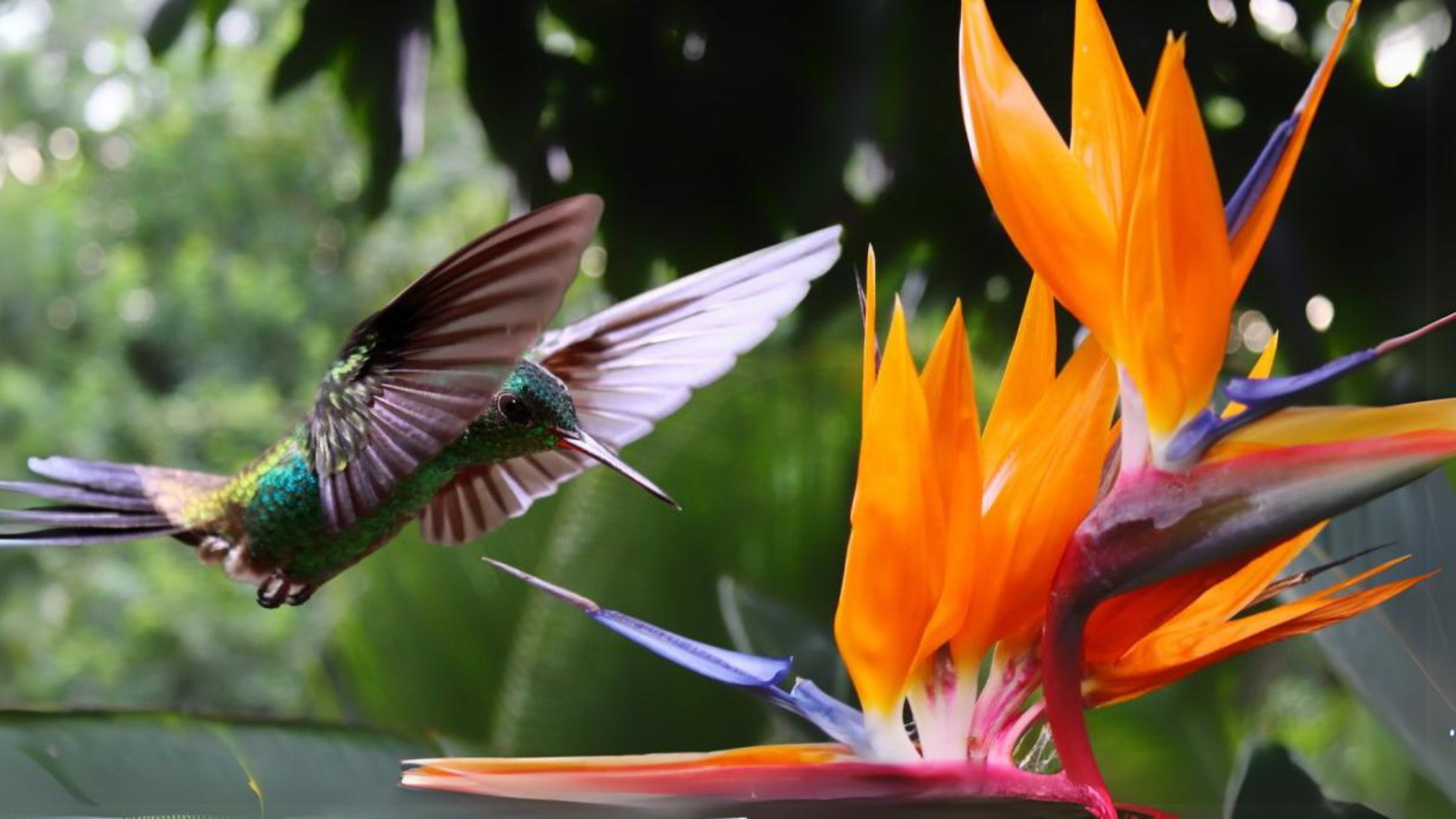 vitamin RHirotaka bird of paradise Amazon.com : TPS NUTRIENTS Bird of Paradise Fertilizer for