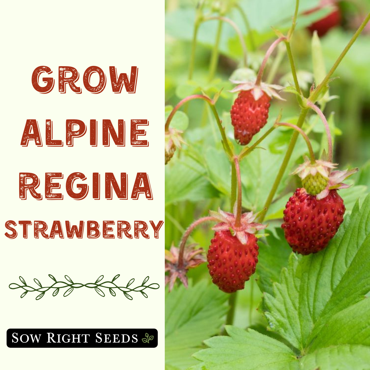 Non-GMO Fruit Seeds Garden Alpine Regina Strawberry Seeds