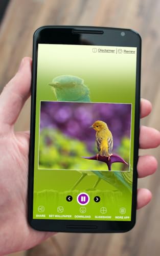 Beautiful Birds Wallpapers