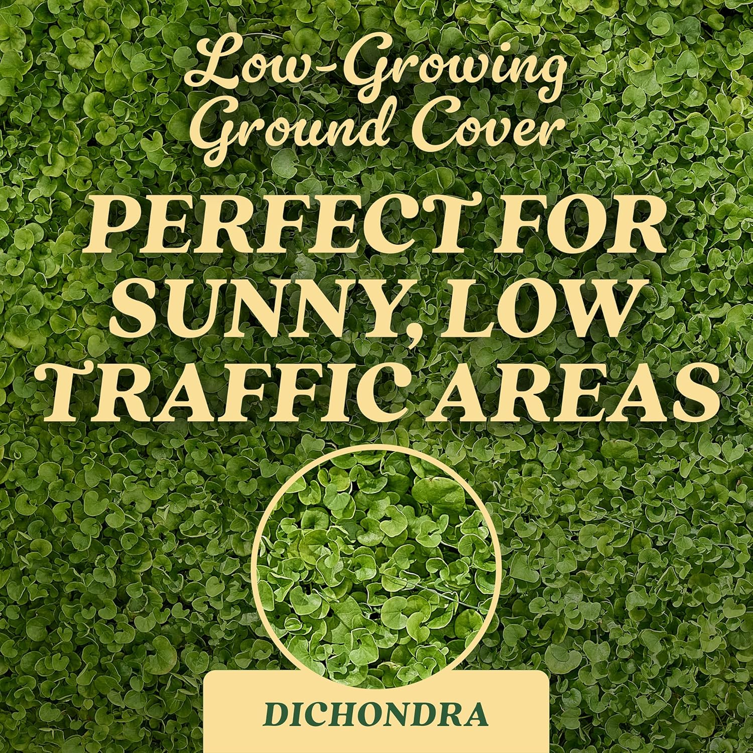 O.M. Scott & Sons Dichondra Seed - Lawn Seeds for A Low-Maintenance, No-Mow Yard, Covers up to 1,500 sq. ft., 1.5 lb.