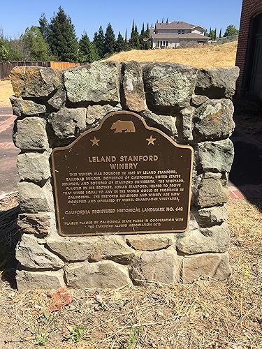 Miniatura 3 de KOKKIA Romero ramitas de romero frescas recogidas de Fremont Stanford de California (cantidad de 18 ramas) para alimentos, hierbas, té, etc.